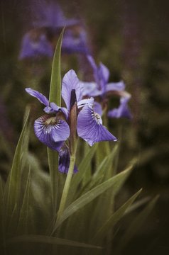 Grunge iris