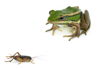 Frog and Gryllidae   isolated on white background