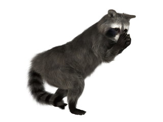 Obraz premium アライグマ