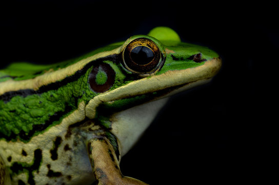 Frog isolated on black background