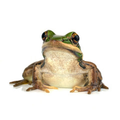 Frog on White
