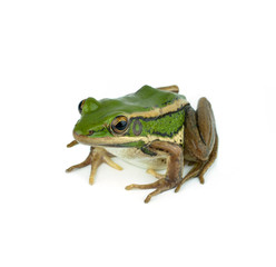 frog