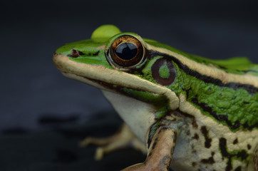 frog