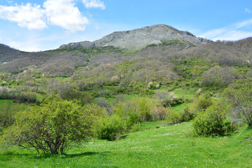 Fototapeta na wymiar praderas verdes en los picos de europa