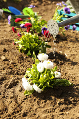 Gardening concept: beautiful flowers in garden with sun light