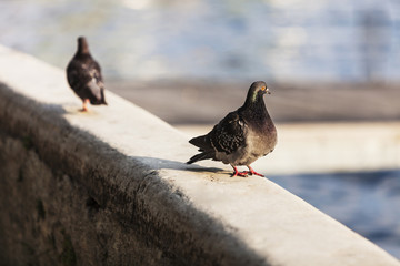 Pidgeons in the city