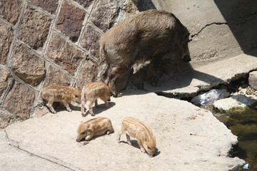 Fototapeta premium イノシシ母子