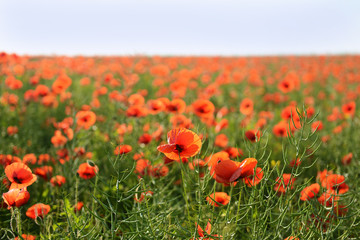 Poppy flowers outdoors