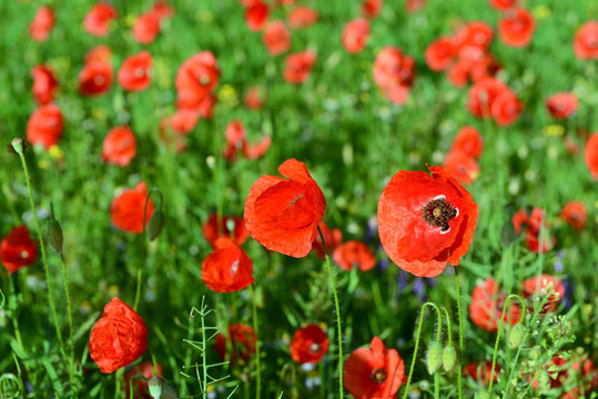 Poppy flowers outdoors