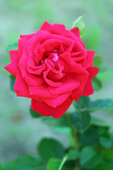 Beautiful red rose on green bush