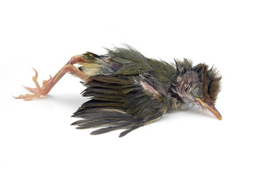 Dead birds