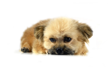 Naklejka na ściany i meble Mixed-breed dog puppy on white background