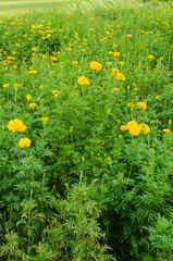 Obraz premium Marigolds or Tagetes erecta flower