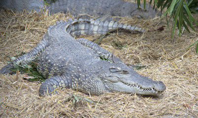Сиамский крокодил  в зоопарке Чиангмая. Таиланд