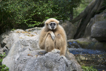 Obraz premium Одинокий гиббон. Чиангмайский зоопарк