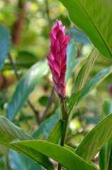 A beautiful tropical red ginger flower