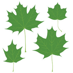 Set of vector green maple leaves for your design