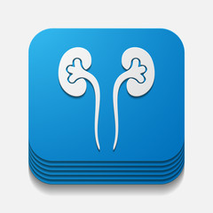 square button: kidneys