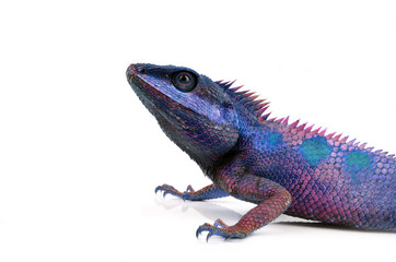 Blue Lizard with big eyes in closed