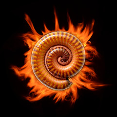 Millipede and fire isolated on black background