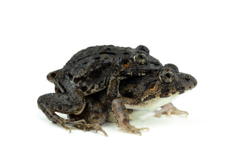 frogs mating on a white background