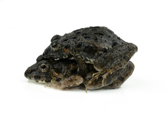 frogs mating on a white background
