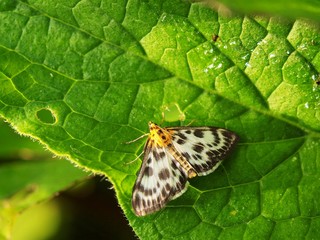 Small speckled butterfly in meadow