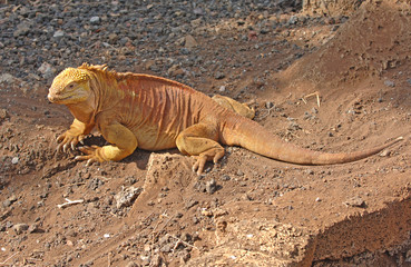 Galapagos Land Iguana, Galapagos Islands, Ecuador