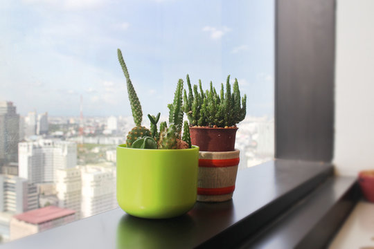Two green Cactus at the border window