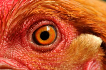 Papier Peint photo autocollant Poulet Gros plan sur les yeux de poulet