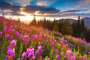 Beautiful autumn landscape in the mountains with pink flowers.