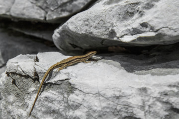Common European lizard in natural limestone rock environment