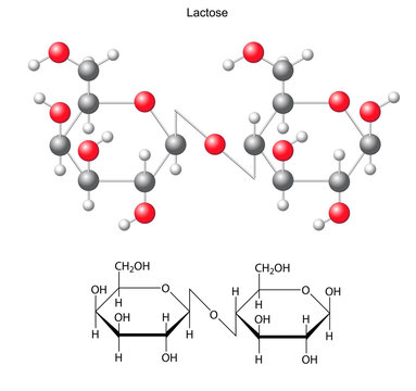 Structural chemical formula and model of  lactose