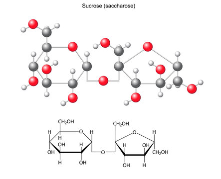 Structural chemical formula and model of sucrose (saccharose)