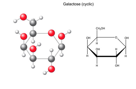 Structural chemical formula and model of galactose