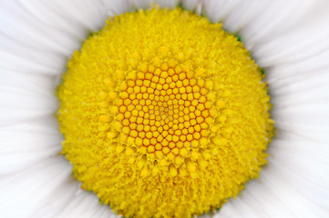 Middle of Daisy (Camomile) Flower Macro