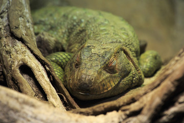 Iguana in terrarium.