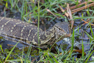 Monitor Lizard with focus on head