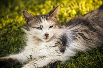 Naklejka premium Cat in the garden - processed colors