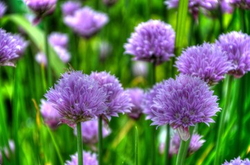 frischer Schnittlauch