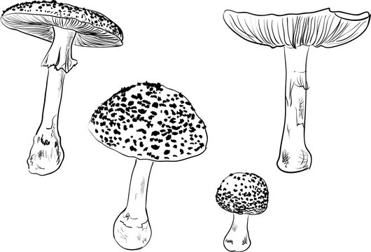 four fly agaric sketches isolated on white