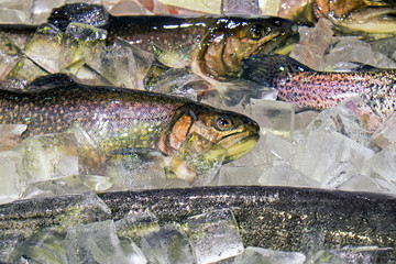 Fish on ice seen on a market