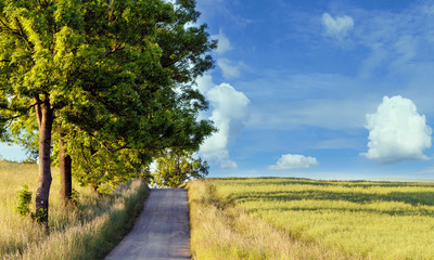 rural path with trees next to meadows