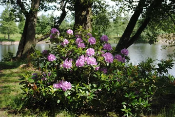 Photo sur Plexiglas Lilas wilder Rhododendron
