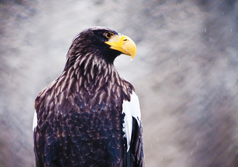 American sea eagle portrait