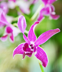 Beautiful purple orchid
