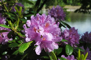 Papier Peint photo Lilas Rhododendron am See
