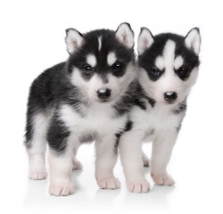 Cute little husky puppy isolated on white background