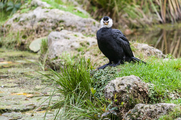 black shag