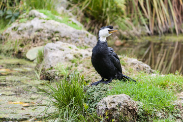 great black cormorant